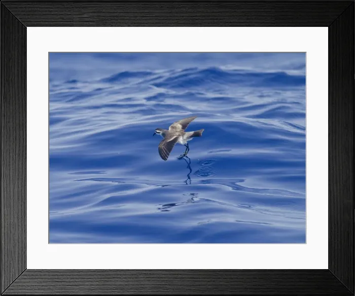 Framed Print : Picture No. 10884238 Framed Print : Picture No. 10884238