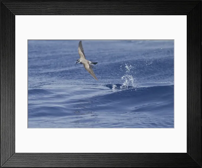 Framed Print : Picture No. 10884233 Framed Print : Picture No. 10884233