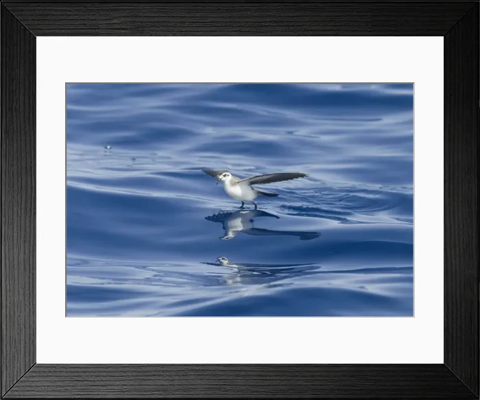 Framed Print : Picture No. 10884239 Framed Print : Picture No. 10884239