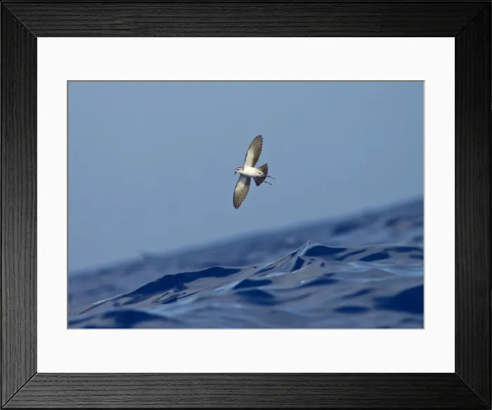 Framed Print : Picture No. 10884236 Framed Print : Picture No. 10884236