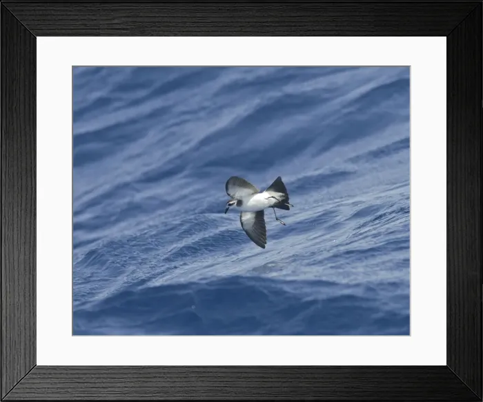 Framed Print : Picture No. 10884237 Framed Print : Picture No. 10884237