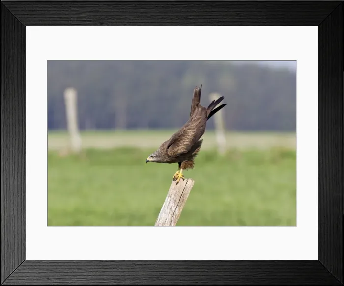 Framed Print : Picture No. 10884311 Framed Print : Picture No. 10884311
