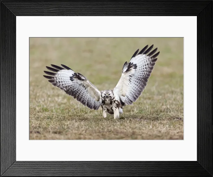 Framed Print : Picture No. 10884316 Framed Print : Picture No. 10884316