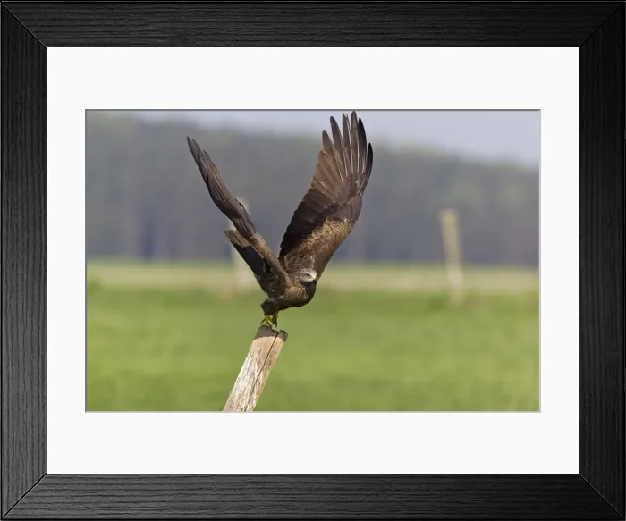 Framed Print : Picture No. 10884312 Framed Print : Picture No. 10884312