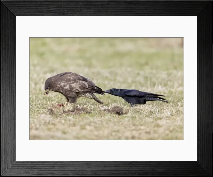Framed Print : Picture No. 10884317 Framed Print : Picture No. 10884317