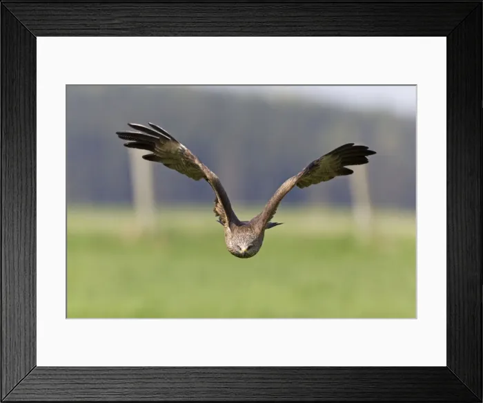 Framed Print : Picture No. 10884315 Framed Print : Picture No. 10884315