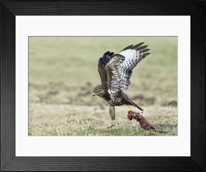 Framed Print : Picture No. 10884318 Framed Print : Picture No. 10884318