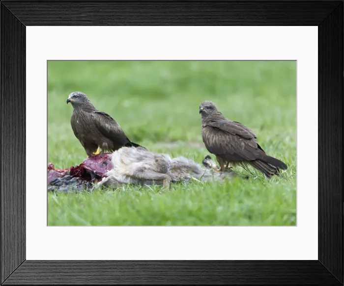 Framed Print : Picture No. 10884314 Framed Print : Picture No. 10884314