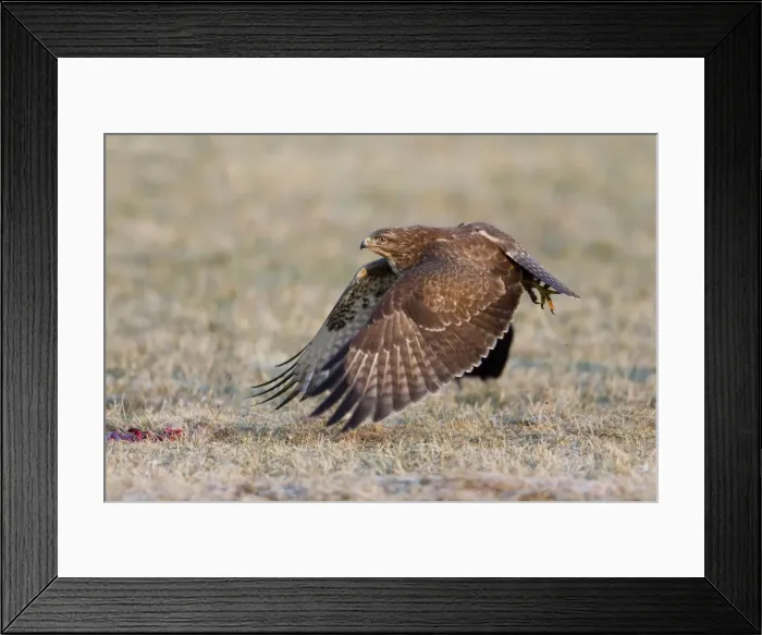 Framed Print : Picture No. 10884321