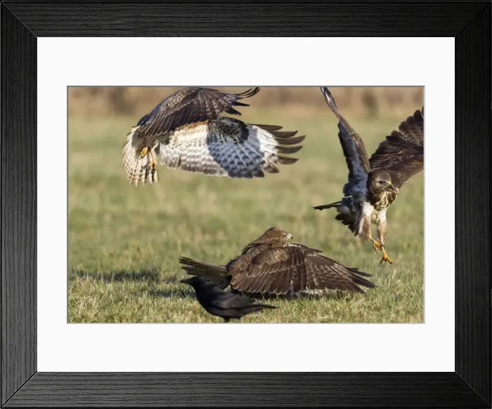 Framed Print : Picture No. 10884324 Framed Print : Picture No. 10884324