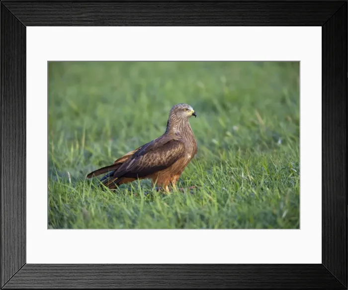 Framed Print : Picture No. 10884313 Framed Print : Picture No. 10884313