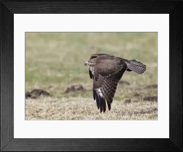 Framed Print : Picture No. 10884319 Framed Print : Picture No. 10884319