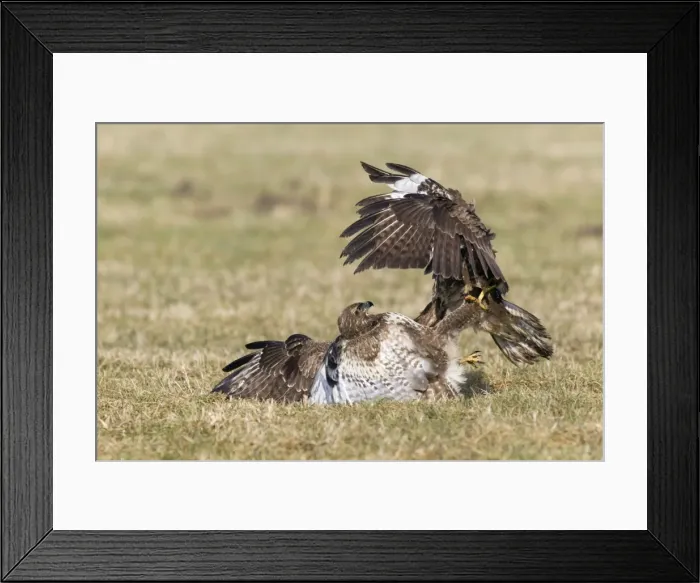 Framed Print : Picture No. 10884322 Framed Print : Picture No. 10884322