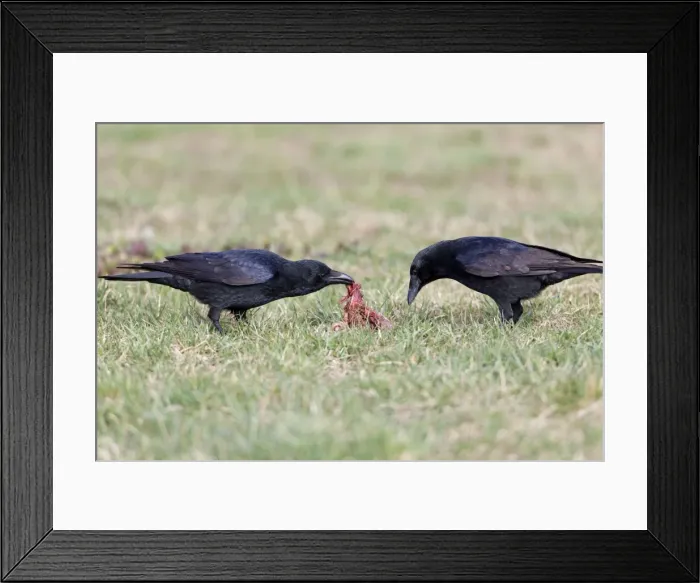 Framed Print : Picture No. 10884328 Framed Print : Picture No. 10884328