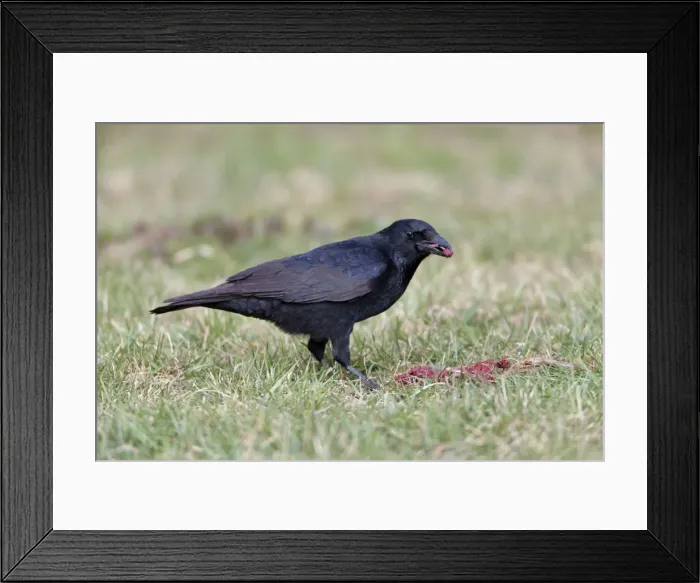 Framed Print : Picture No. 10884329 Framed Print : Picture No. 10884329