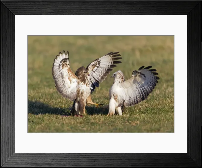 Framed Print : Picture No. 10884323 Framed Print : Picture No. 10884323