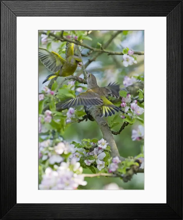 Framed Print : Picture No. 10884334