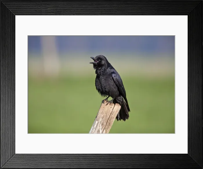 Framed Print : Picture No. 10884330 Framed Print : Picture No. 10884330