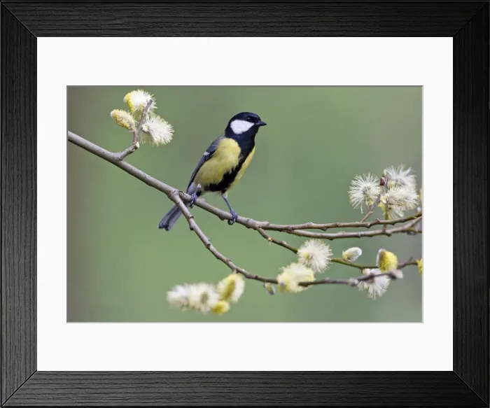 Framed Print : Picture No. 10884332 Framed Print : Picture No. 10884332