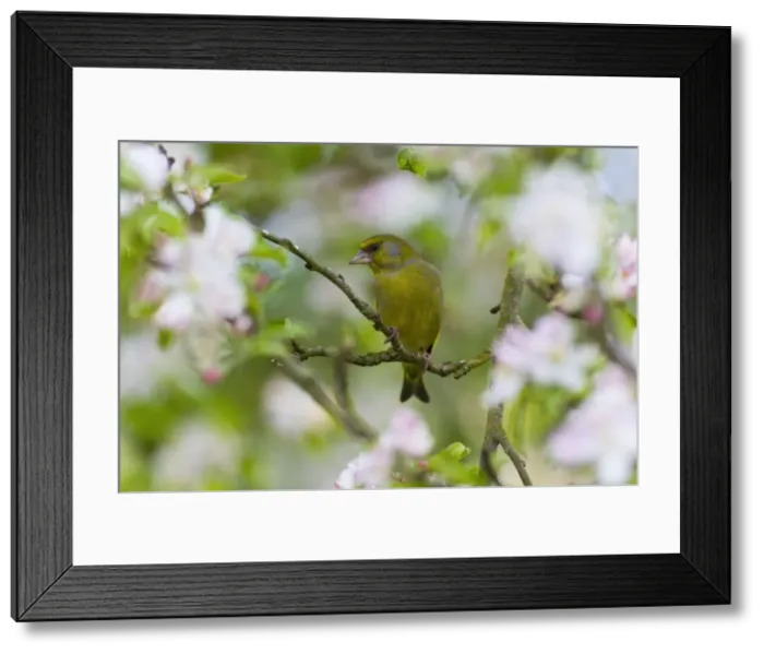 Framed Print : Picture No. 10884335 Framed Print : Picture No. 10884335