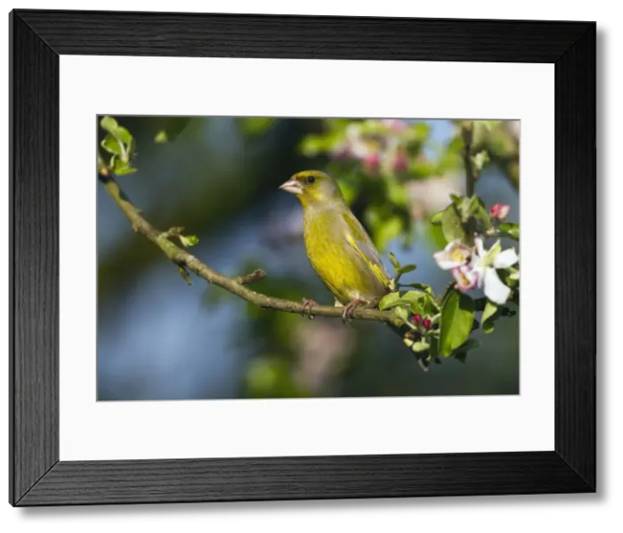 Framed Print : Picture No. 10884333 Framed Print : Picture No. 10884333