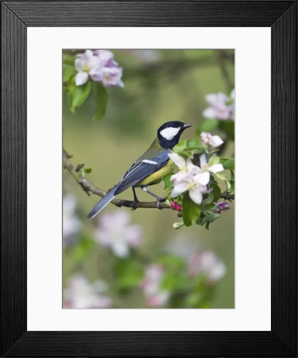 Framed Print : Picture No. 10884331 Framed Print : Picture No. 10884331