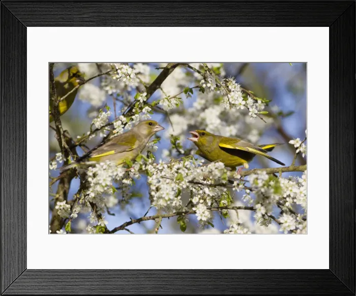 Framed Print : Picture No. 10884338