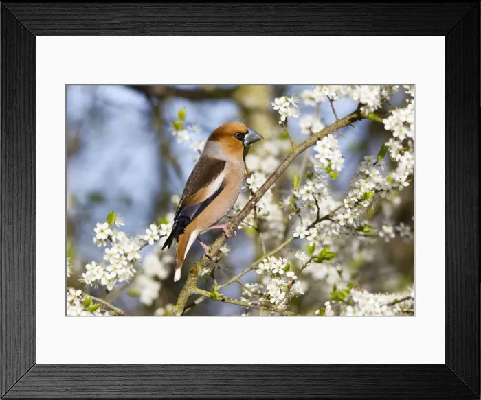Framed Print : Picture No. 10884341 Framed Print : Picture No. 10884341