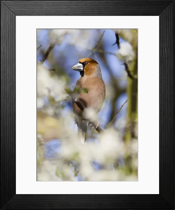 Framed Print : Picture No. 10884340 Framed Print : Picture No. 10884340