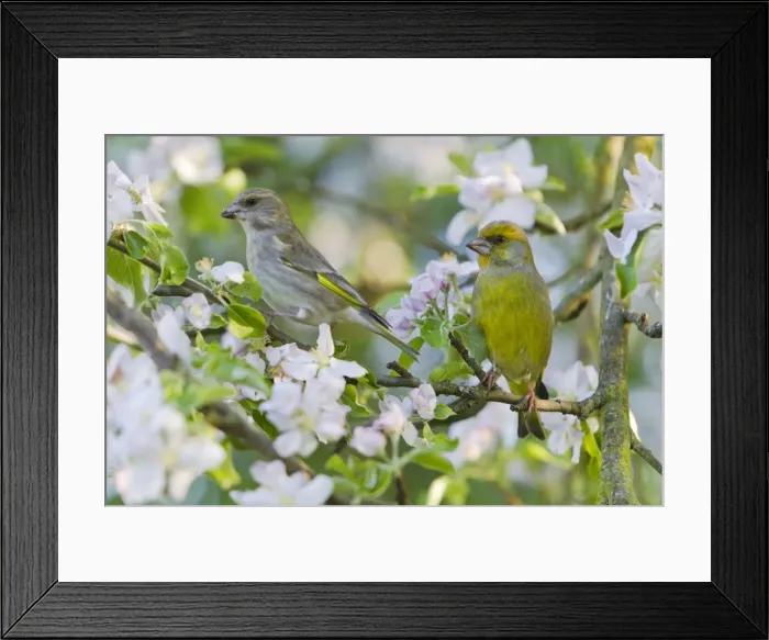 Framed Print : Picture No. 10884336 Framed Print : Picture No. 10884336