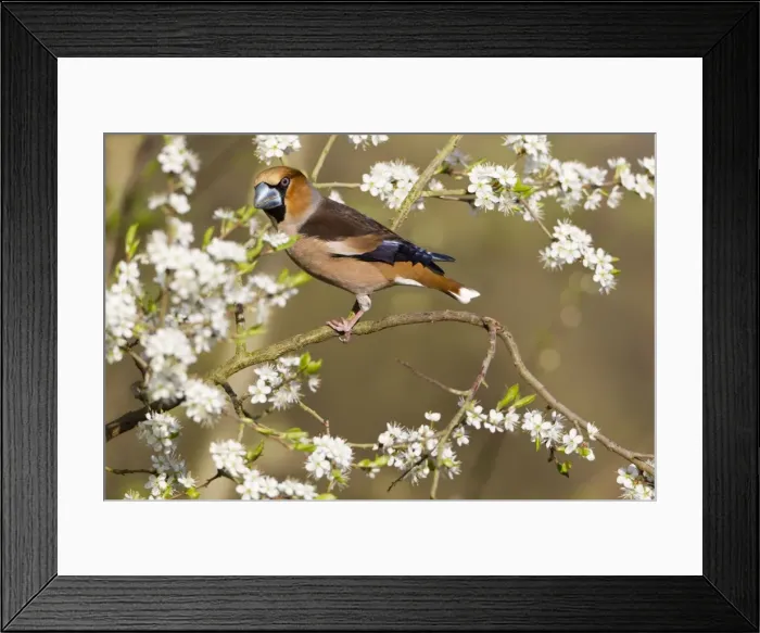 Framed Print : Picture No. 10884342 Framed Print : Picture No. 10884342
