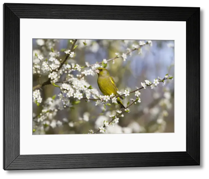 Framed Print : Picture No. 10884337 Framed Print : Picture No. 10884337