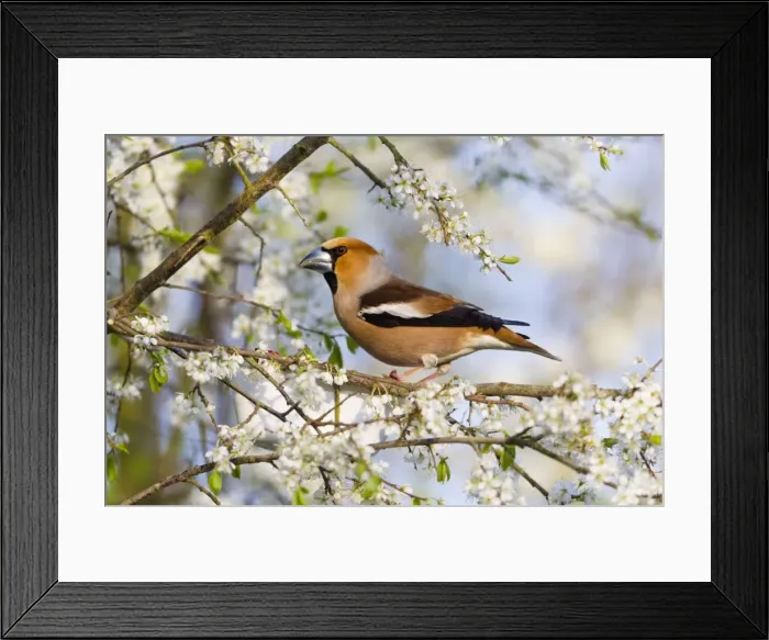Framed Print : Picture No. 10884343 Framed Print : Picture No. 10884343