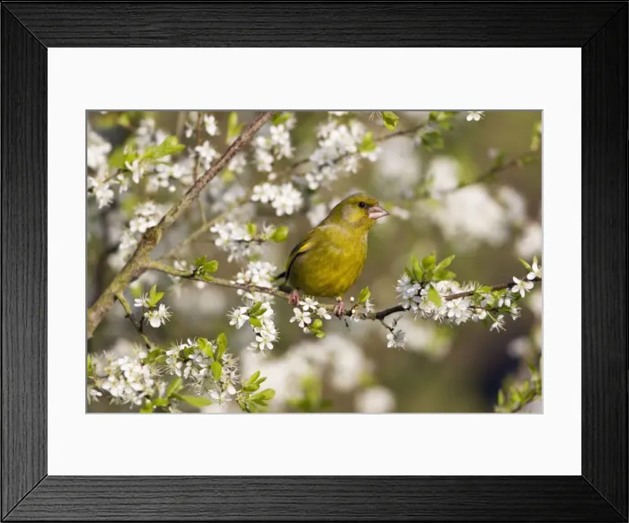 Framed Print : Picture No. 10884339 Framed Print : Picture No. 10884339
