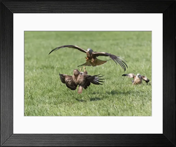 Framed Print : Picture No. 10884346 Framed Print : Picture No. 10884346