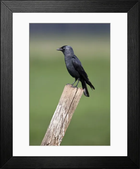 Framed Print : Picture No. 10884344 Framed Print : Picture No. 10884344