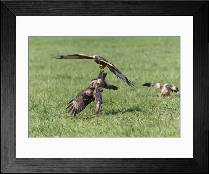 Framed Print : Picture No. 10884347 Framed Print : Picture No. 10884347