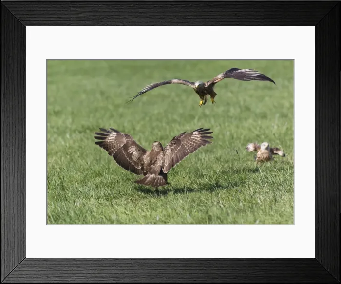 Framed Print : Picture No. 10884345 Framed Print : Picture No. 10884345