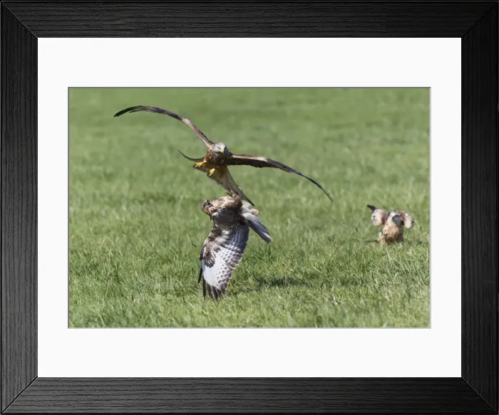 Framed Print : Picture No. 10884348 Framed Print : Picture No. 10884348