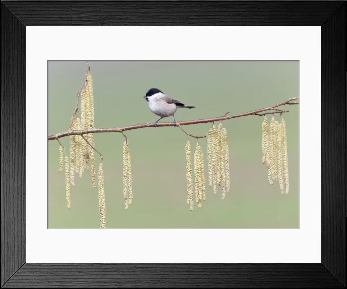 Framed Print : Picture No. 10884351 Framed Print : Picture No. 10884351