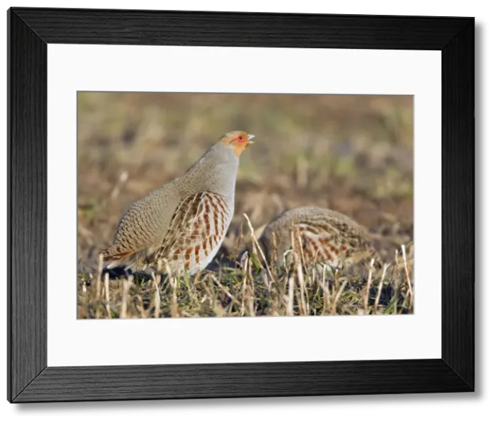 Framed Print : Picture No. 10884353 Framed Print : Picture No. 10884353