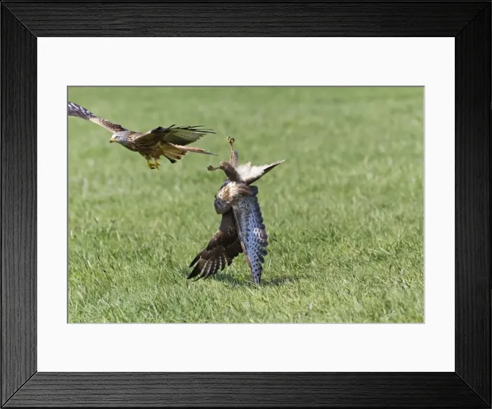 Framed Print : Picture No. 10884349 Framed Print : Picture No. 10884349