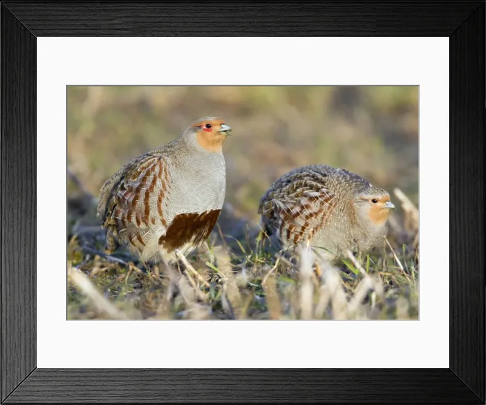 Framed Print : Picture No. 10884355 Framed Print : Picture No. 10884355
