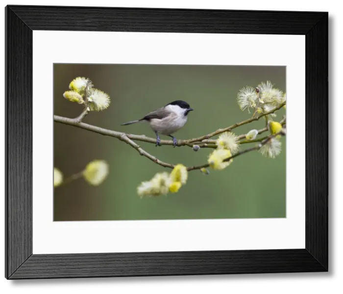 Framed Print : Picture No. 10884352 Framed Print : Picture No. 10884352