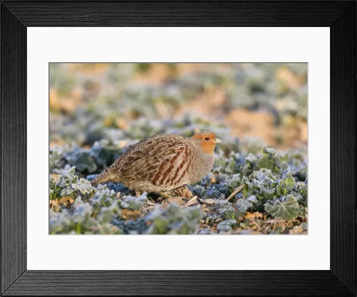 Framed Print : Picture No. 10884357
