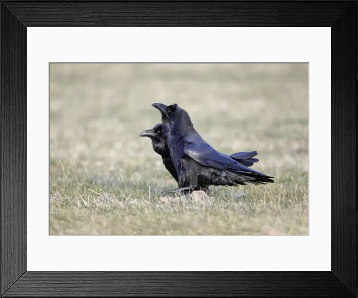 Framed Print : Picture No. 10884358 Framed Print : Picture No. 10884358