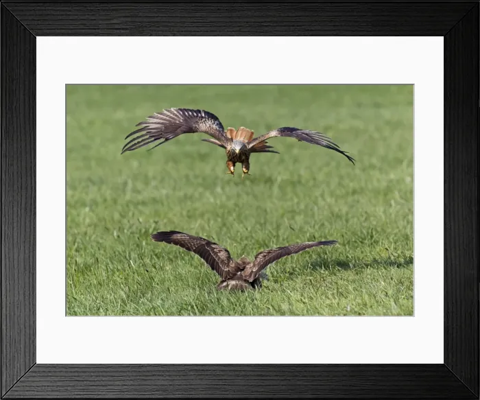 Framed Print : Picture No. 10884350