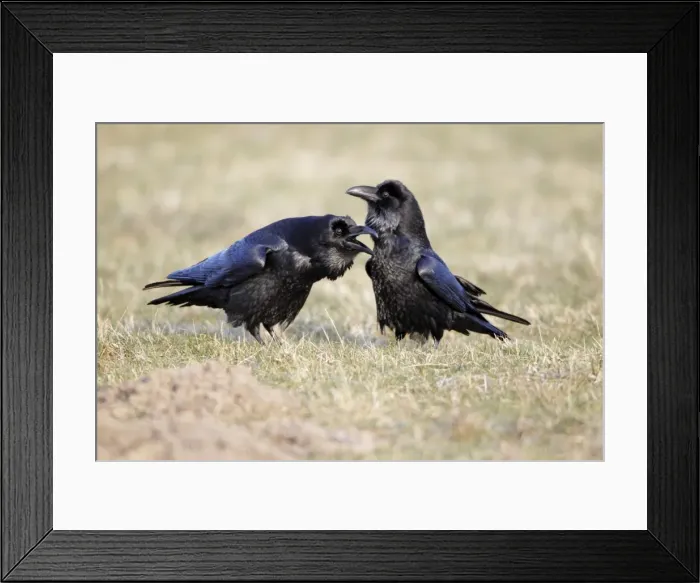 Framed Print : Picture No. 10884359 Framed Print : Picture No. 10884359