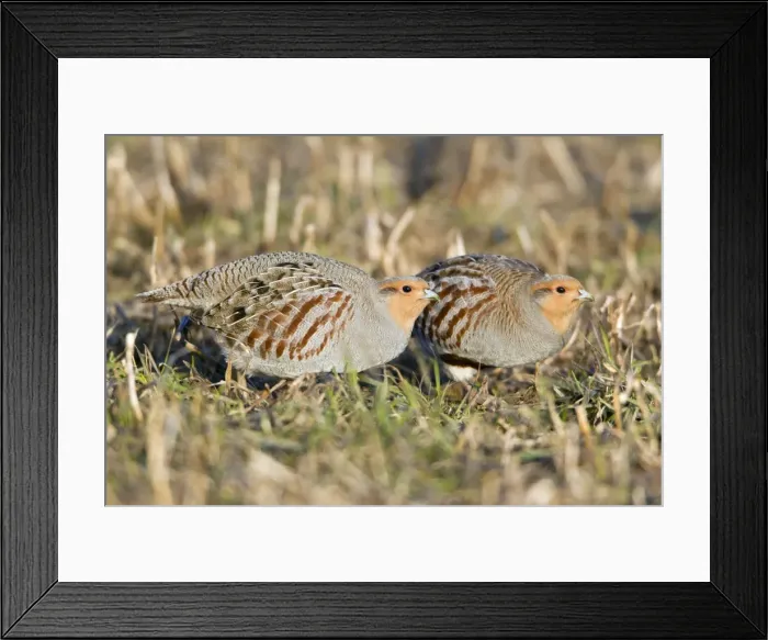 Framed Print : Picture No. 10884354