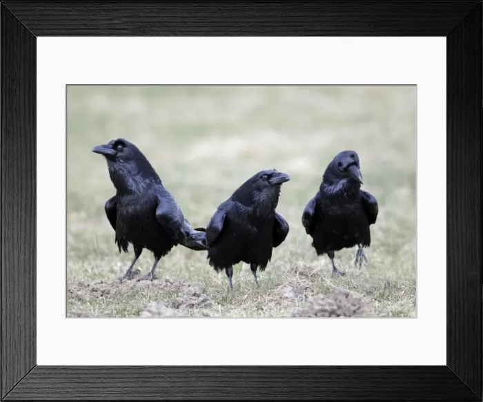 Framed Print : Picture No. 10884363 Framed Print : Picture No. 10884363